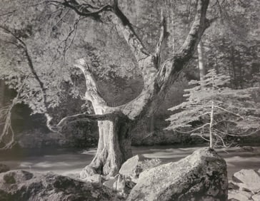 Ansel Adams, Early Morning, Merced River, Yosemite National Park, California, C. 1950