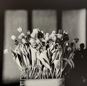 Robert Mapplethorpe, Tulips, 1983