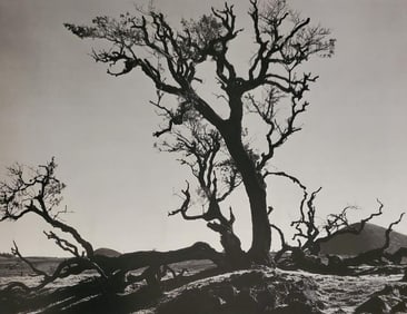 Brett Weston, Tree Mauna Kea 1990