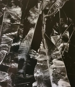 Brett Weston, Wet Leaves 1989