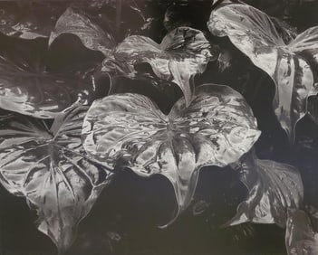 Brett Weston, Wet Leaves, Botanical Garden, Hilo 1989