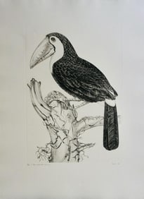 Jack Coutu, Sulphur Breasted Toucan,1970, Etching