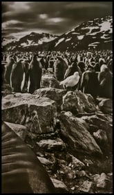 Sebastiao Salgadago, Penguins, Argentina, 2009