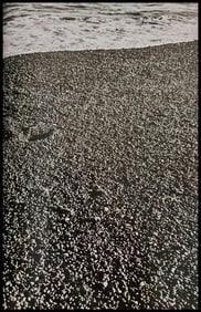 Sebastiao Salgado Valdes Peninsula, Argentina, 2004