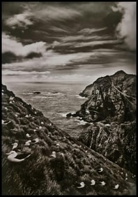 Sebastiao Salgado, A colony black-browed albatrosses, 2009