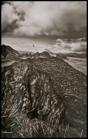 Sebastiao Salgado, A colony of black-browed albatrosses, South Georgia, 2009