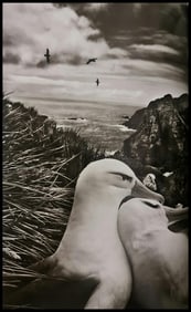 Sebastiao Salgado, A colony of black-browed albatrosses, South Georgia, 2009