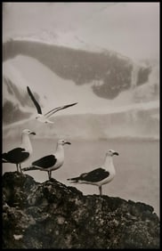 Sebastiao Salgado, A group of kelp gulls, Bellingshausen Island, South Sandwich Islands, 2009