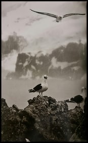 Sebastiao Salgado, A group of kelp gulls, Bellingshausen Island, South Sandwich Islands, 2009