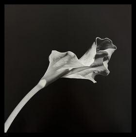 Robert Mapplethorpe, Calla Lily, 1987