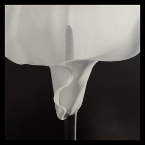 Robert Mapplethorpe, Calla Lily, 1988