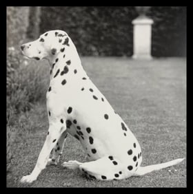Robert Mapplethorpe, Dalmatian, 1976
