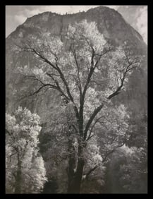 Ansel Adams, Autumn Tree Against Cathedral Rocks, Yosemite National Park, California, C. 1944