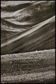 Sebastiao Salgado, A large number of Porcupine carribous, Alaska, USA, 2009