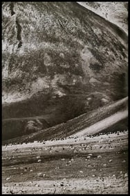 Sebastiao Salgado, A large number of Porcupine carribous, Alaska, USA, 2009