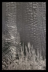 Ansel Adams, Burnt Stump and New Grass, Sierra Nevada, California, 1935