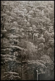 Sebastiao Salgado, Adansonia grandidieri trees, Madagascar, 2010
