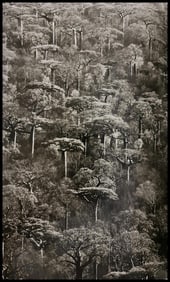Sebastiao Salgado, Adansonia grandidieri trees, Madagascar, 2010