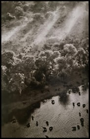Sebastiao Salgado, African buffalos, Okavango Delta, Botswana, 2007