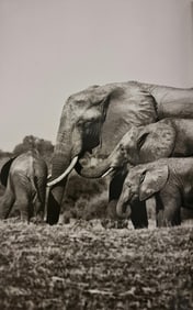 Sebastiao Salgado, African Elephants, Chobe River, Botswana, 2007