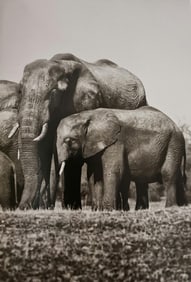 Sebastiao Salgado, African Elephants, Chobe River, Botswana, 2007 - 1