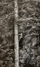 Sebastiao Salgado, Agile young man climb gigantic trees to collect durian, West Sumatra, Indonesia,