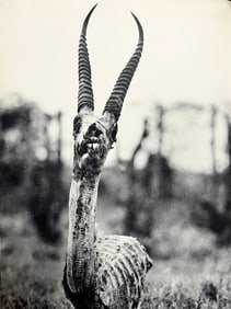 Peter Hill Beard, Death's Head Of A Grant's Gazelle, 1960s