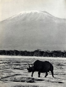Peter Hill Beard, Early Morning Below Kilimanjaro, Rhino With A Broken Horn, 1960s
