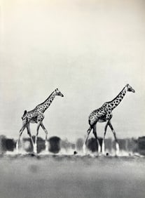 Peter Hill Beard, Giraffes, 1960s