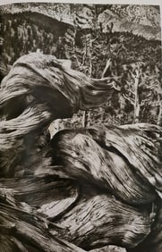 Sebastiao Salgado, Ancient Bristlecone Pine Forest, 2010