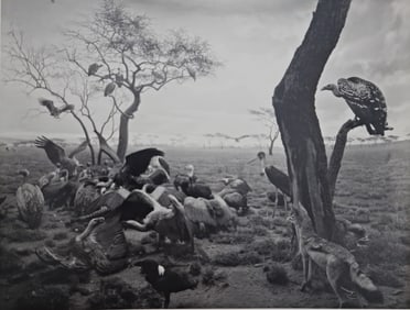 Hiroshi Sugimoto, Hyena - Jackal - Vulture, 1976