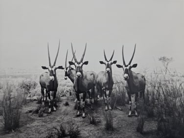 Hiroshi Sugimoto, Gemsbok, 1980