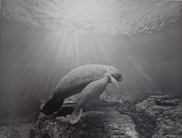 Hiroshi Sugimoto, Manatee, 1994