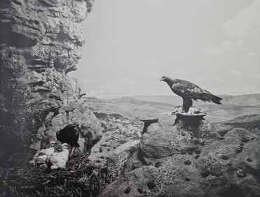 Hiroshi Sugimoto, Golden Eagle, 1994