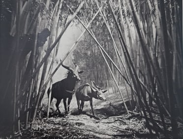 Hiroshi Sugimoto, Bongo, 1994