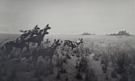 Hiroshi Sugimoto, Hunting Dog, 1980