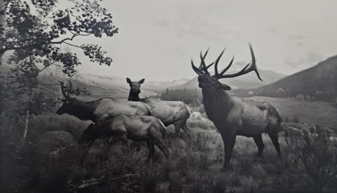 Hiroshi Sugimoto, Wapiti, 1980