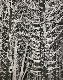 Ansel Adams, Cedar Trees, Winter, Yosemite National Park, California, C. 1949