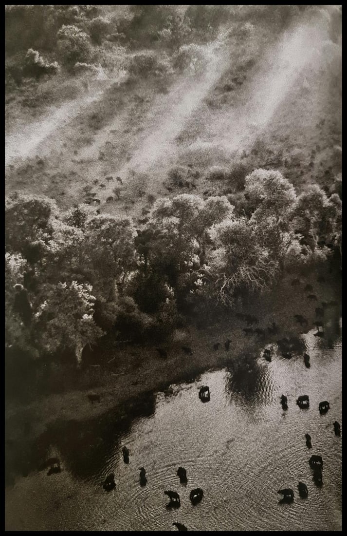 Sebastiao Salgado, African buffalos, Okavango Delta, Botswana, 2007: Photographer: Sebastiao Ribeiro Salgado Junior is a Brazilian social documentary photographer and photojournalist. He has traveled to over 120 countries for his photographic projects. Most of these ha