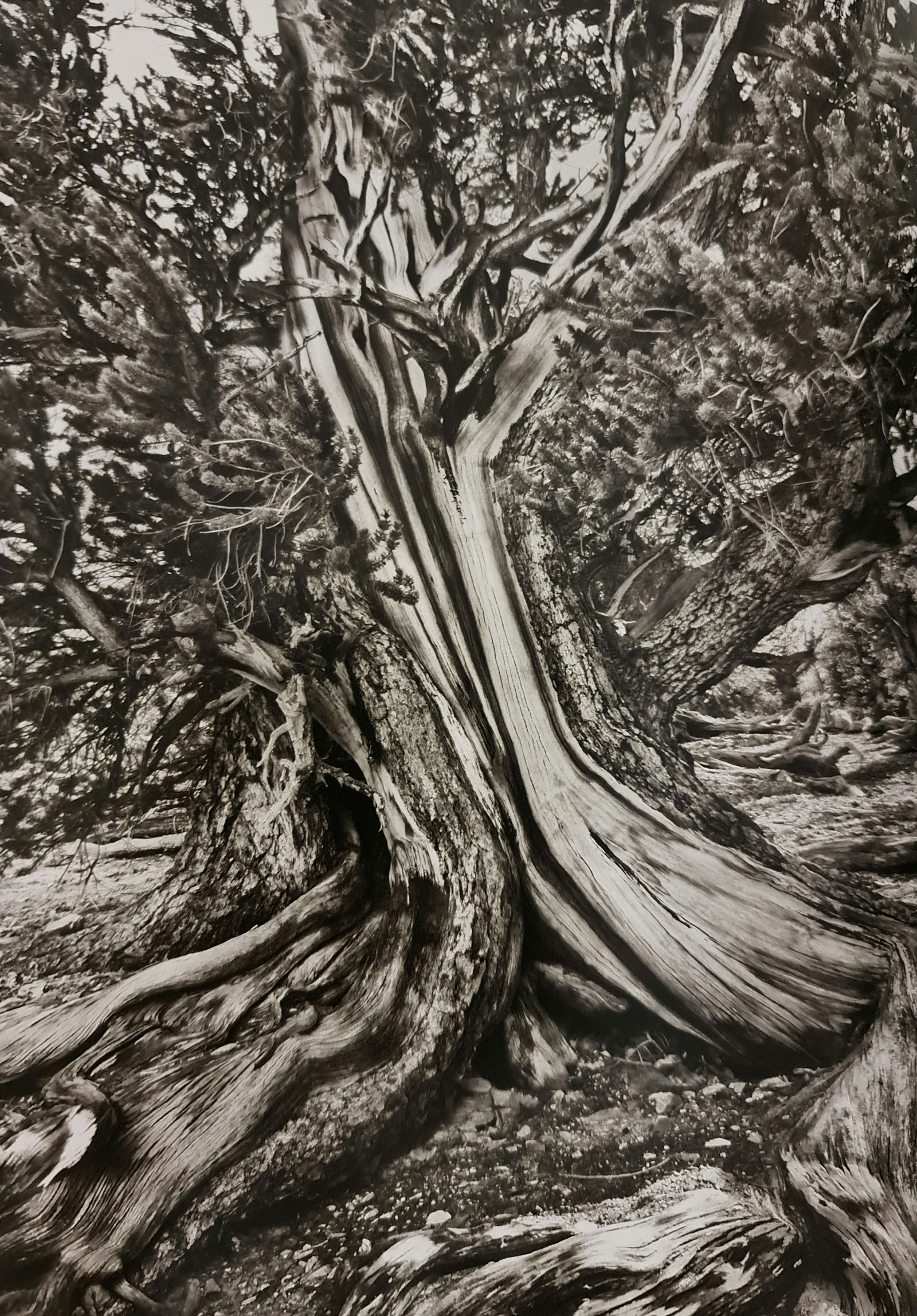 Sebastiao Salgado, Ancient Bristlecone Pine Forest, California, USA, 2010: Photographer: Sebastiao Ribeiro Salgado Junior is a Brazilian social documentary photographer and photojournalist. He has traveled to over 120 countries for his photographic projects. Most of these ha