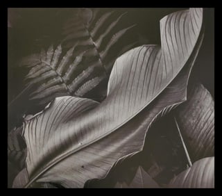 Brett Weston, Leaf, 1979