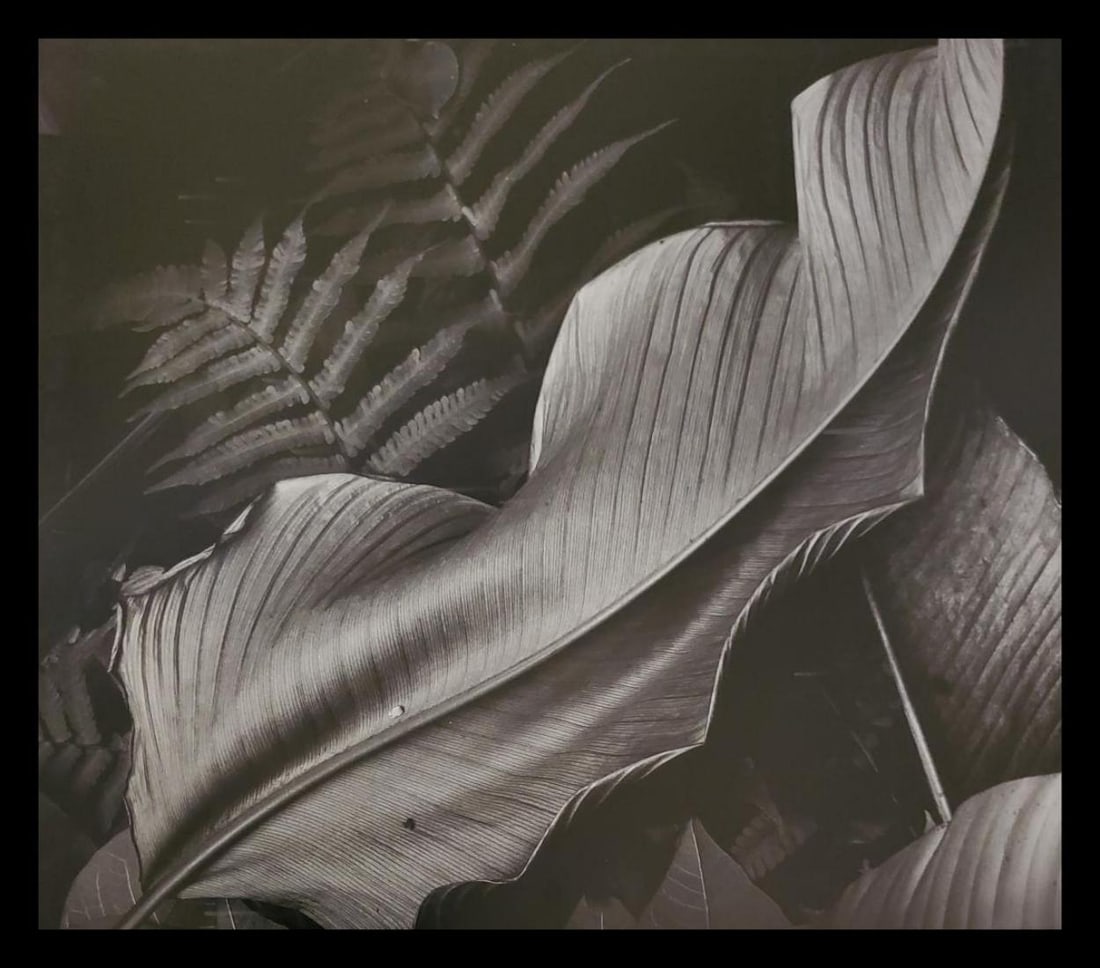 Brett Weston, Leaf, 1979 (1 of 1)