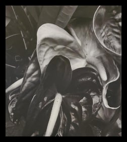 Brett Weston, Leaf, Hilo 1979