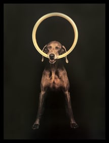 William Wegman, Hoop
