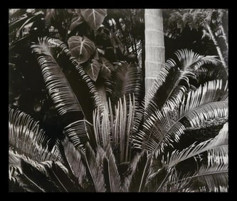Brett Weston, Leaves, Botanical Garden, Hilo 1989
