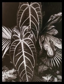 Brett Weston, Leaves, Hilo 1979