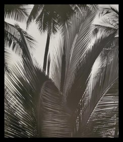 Brett Weston, Palms, Paradise Park 1990