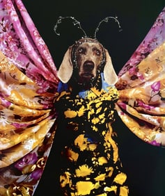 William Wegman, Midsummer Night's Dream, 1999