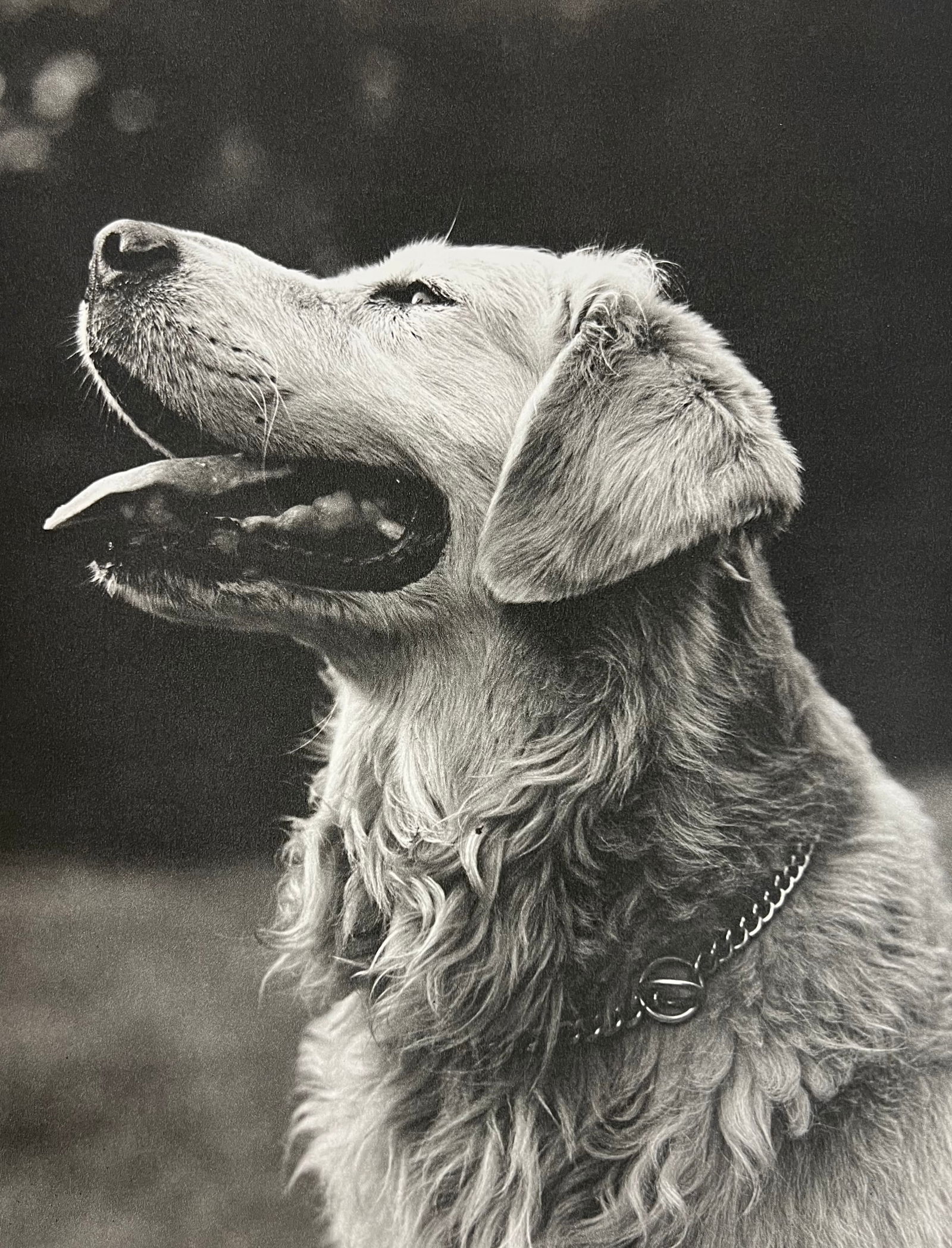 Bruce Weber, Dog with tongue out: Photographer: Bruce Weber (American, b. 1946) - internationally renowned American fashion photographer best known for his racy, erotically charged imagery. Weber has shot the ad campaigns of Calvin Kl