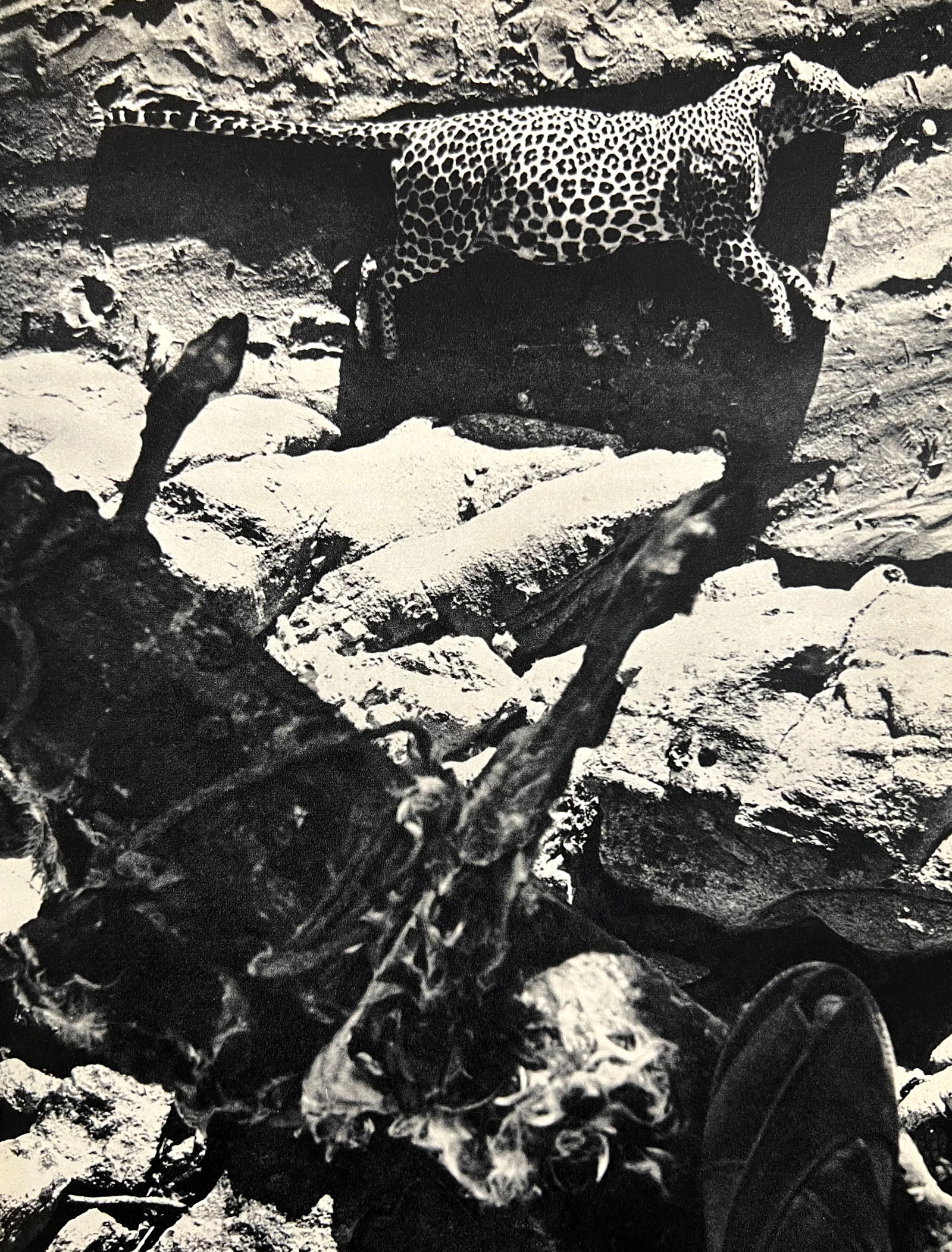 Peter Hill Beard, Desert Leopard Caught On Bait, 1960s (1 of 1)
